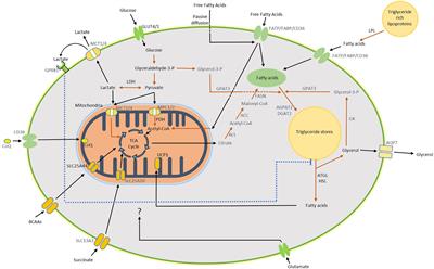 Substrate Utilization by Brown Adipose Tissue: What’s Hot and What’s Not?